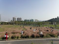 -王借岗森林公园