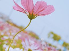 -鹅湖玫瑰文化园