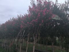 -武汉紫薇都市田园