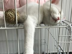-宠颐生中康贝怡动物医院