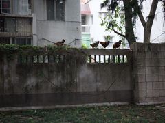 -黄埔古港
