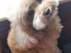 -1013 PET SHOP 宠物商店(近铁城市广场店)