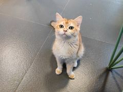 -十年猫舍·猫咪专门店(普陀店)