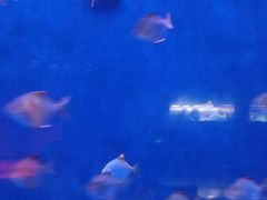 -沈阳海洋探索中心