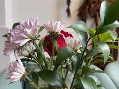 -懒人盐府人家(安贞店)