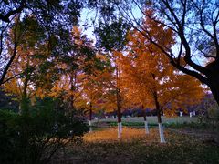 -北京市海淀外国语实验学校