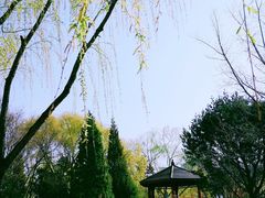 -莲花池公园
