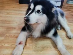 -白兔子密室(长寿路店)