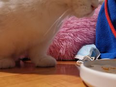 -猫小院猫主题餐厅(三里屯店)
