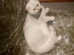 -猫色咖啡·猫咖