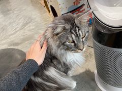 -瞄一喵猫咖(格力海岸店)