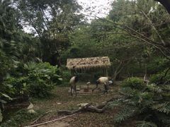 -深圳野生动物园