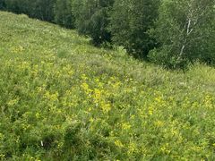 -塞罕坝国家级自然保护区