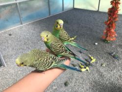 -萌宠亲子动物乐园(槐房万达店)