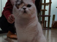 -三花喵·撸猫购宠·宠物生活馆(虹桥南丰城店)