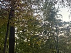 -合肥滨湖国家森林公园