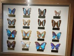 -上海昆虫博物馆