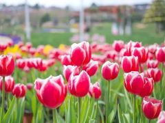 -洪湖湿地生态园