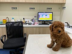 -佩兹宠物医院肿瘤专科·眼科·牙科(黄浦店)