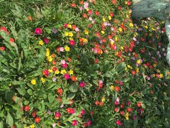 武清绿博园-武清南湖绿博园