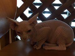 -猫友咖啡店(玉林西路店)