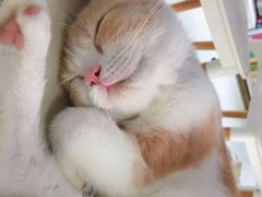 -喵的天空名猫咖啡馆·撸猫·猫舍·用品