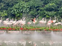 -广州长隆飞鸟乐园
