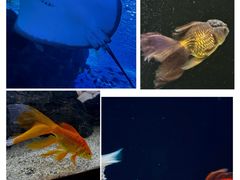 -海合安天津极地海洋公园