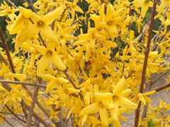 -永定河休闲森林公园