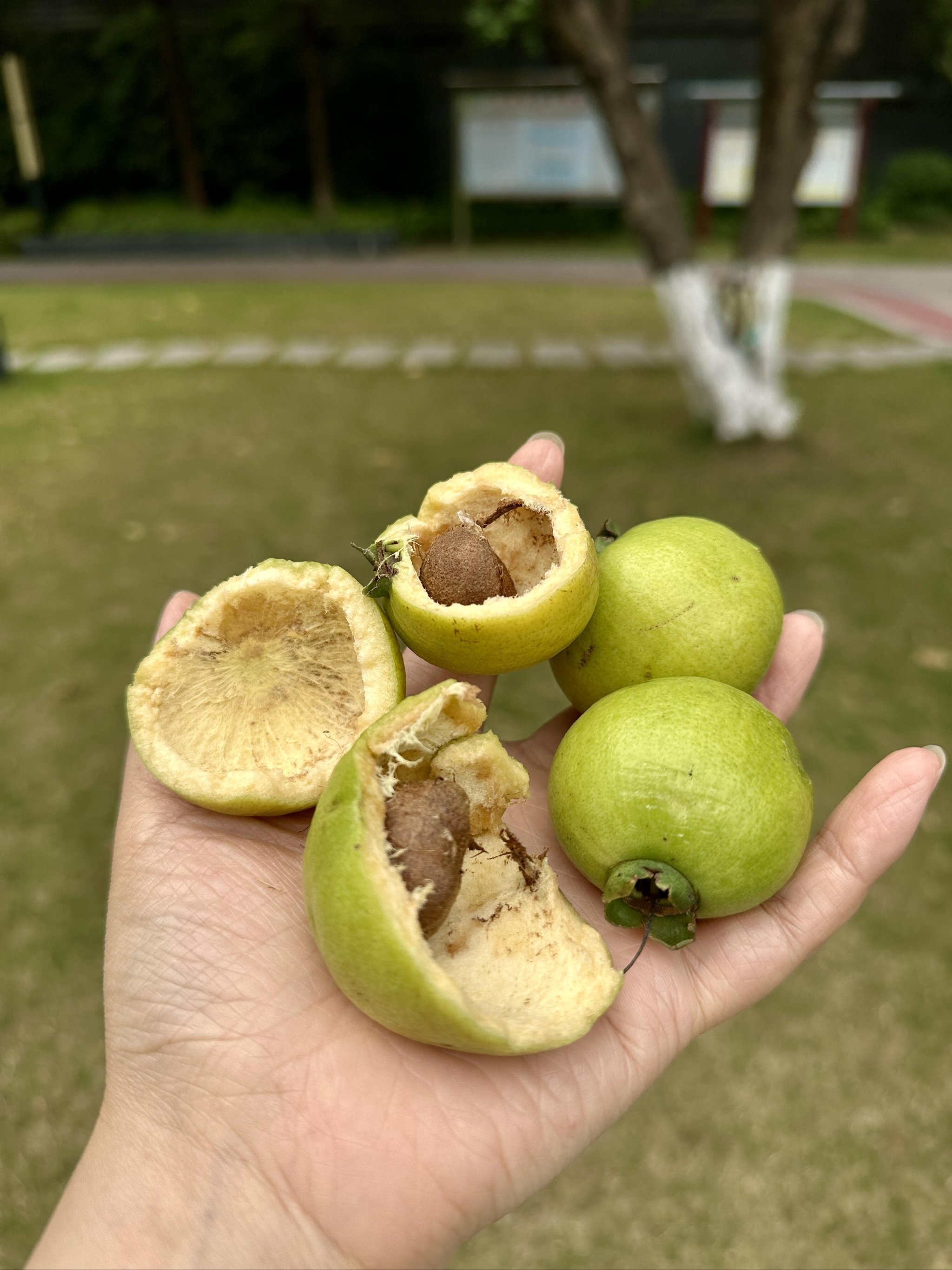 合欢花的果子你吃过吗?