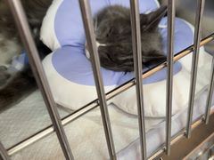 -瑞派福兴宠物医院犬猫全科·骨科·中西医结合(河东店)