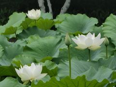 -桂湖森林公园