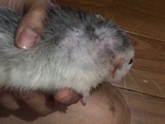 -菲尔斯特宠物医院