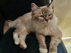 -喵喵咪呀布偶猫咖(春熙路店)