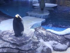 -上海海昌海洋公园