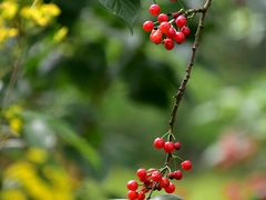 -樱桃山旅游景区