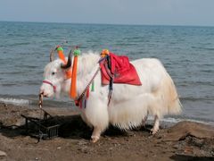 -青海湖国家重点风景名胜区