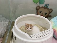 -糯米喵星人总部直营旗舰店·猫舍·幼猫出售