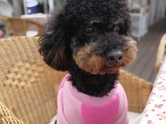 -1013 PET SHOP 宠物商店(近铁城市广场店)