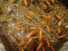 -邈墨茶馆(凤起路店)