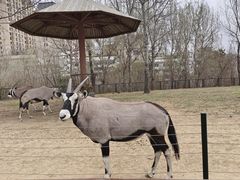 -大连森林动物园