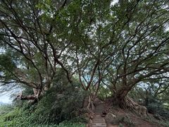 -宋井风景区