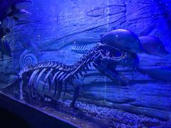 -芜湖新华联大白鲸海洋公园