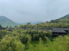 -大唐贡茶院