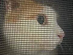 -宠物星动物医院·眼科·异宠·猫科(江南大道总院)