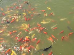 -报恩禅寺