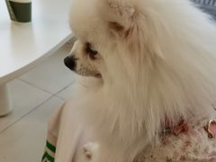 -怪兽屋·羊驼·猫咖·狗咖(俊华广场店)