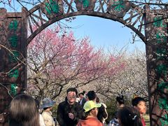 -香雪海