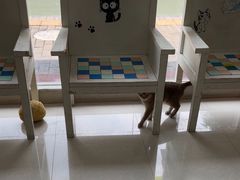 -瑞鹏宠物医院·夜间急症·心超·猫科(祖庙分店)