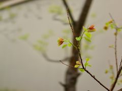 -宋宴(虎跑店)